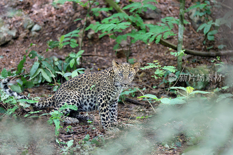 捕猎动物:亚成年豹(Panthera pardus)